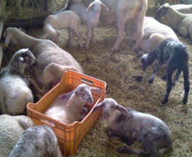Sheep stable