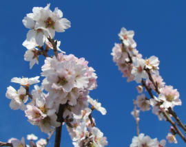 Almondtree in flower